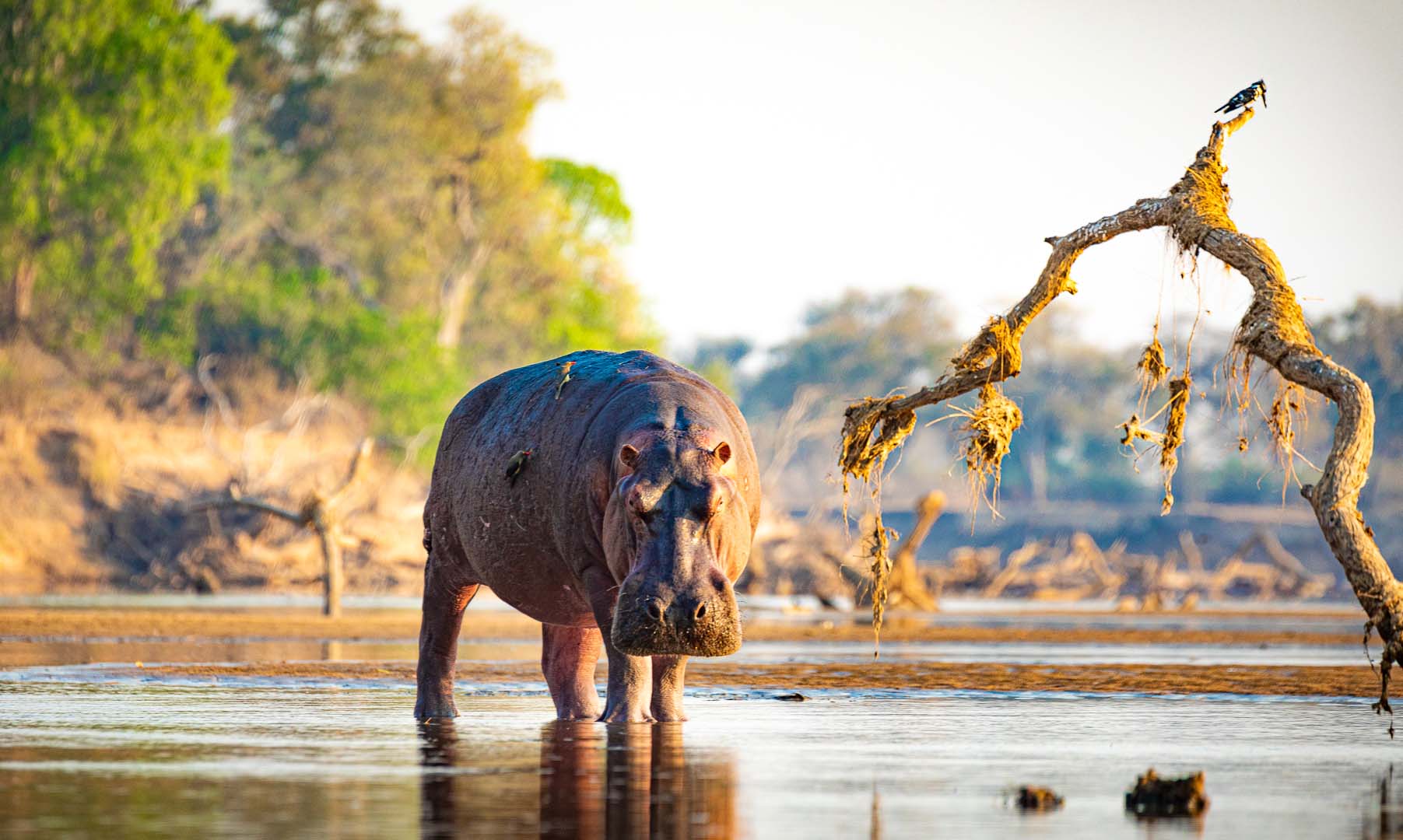 Travel to South Luangwa for a Luxury Zambia Safari